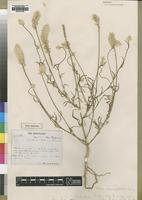 Type of Hermbstaedtia welwitschii Baker [family AMARANTHACEAE]