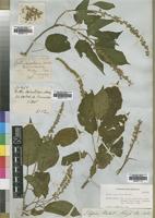Type? of Croton sylvaticus Hochst. ex Krauss [family EUPHORBIACEAE]