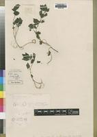 Holotype of Droguetia debilis Rendle [family URTICACEAE]