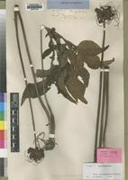 Isotype of Tacca quanzensis Welw. [family TACCACEAE]