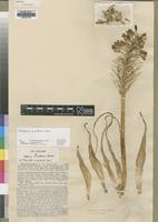 Type of Albuca donaldsonii Rendle [family HYACINTHACEAE]