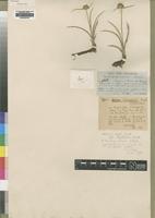 Type of Cyperus angolensis Boeck. [family CYPERACEAE]