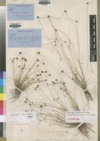 Type? of Lipocarpha pulcherrima Ridl. [family CYPERACEAE]