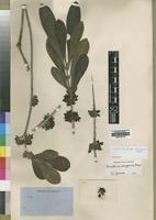 Isotype of Pavetta andongensis Hiern [family RUBIACEAE]