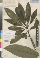 Holotype of Rauvolfia caffra Stapf ex Hiern var. natalensis [family APOCYNACEAE]