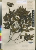 Holotype of Alafia clusioides S.Moore [family APOCYNACEAE]