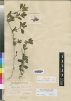 Type of Hygrophila volkensii Lindau [family ACANTHACEAE]