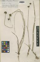 Type of Juncus involucratus Steud. ex Buchenau [family JUNCACEAE]