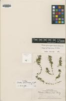 Isotype of Elodea peruviensis H.St.John [family HYDROCHARITACEAE]