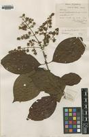 Type of Wendlandia burkillii Cowan [family RUBIACEAE]
