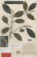 Type of Prismatomeris fragrans Geddes [family RUBIACEAE]
