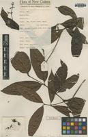 Type of Ixora ihuensis S.Moore [family RUBIACEAE]