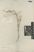 Type of Haplophyllum chesneyanum Boiss. [family RUTACEAE]