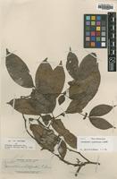 Isotype of Cynometra whitfordii Elmer [family LEGUMINOSAE]