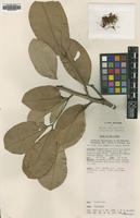 Isotype of Maniltoa basifoliola Verdc. [family LEGUMINOSAE]