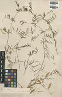 Type of Vicia peregrina L. [family LEGUMINOSAE]