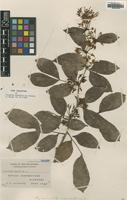 Type of Cynometra mirabilis Meeuwen [family LEGUMINOSAE]
