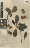 Type of Terminalia oryzetorum Craib [family COMBRETACEAE]