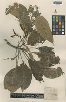Type of Terminalia bialata (Roxb.) Steud. [family COMBRETACEAE]
