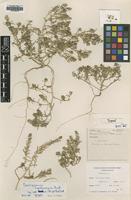 Type of Corispermum lepidocarpum Grubov [family CHENOPODIACEAE]
