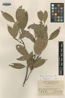Type of Litsea greenmaniana C.K.Allen [family LAURACEAE]