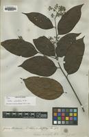 Isotype of Cordia scabrifolia A.DC. [family BORAGINACEAE]
