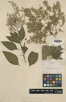 Type of Celosia monosperma Rose [family AMARANTHACEAE]