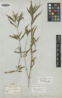 Isotype of Brandesia lanceolata Benth. [family AMARANTHACEAE]