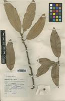 Type of Quercus hintonii E.F.Warb. [family FAGACEAE]