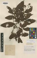 Isotype of Rondeletia ovata Rusby [family RUBIACEAE]