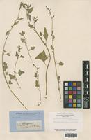 Type of Chenopodium triangulare R.Br. [family CHENOPODIACEAE]