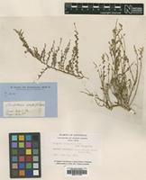 Lectotype of Rhagodia crassifolia R.Br. [family CHENOPODIACEAE]