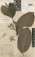 Lectotype of Holarrhena antidysenterica Kerr var. macrantha [family APOCYNACEAE]
