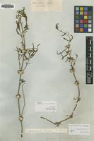 Type of Alternanthera nodiflora R.Br. [family AMARANTHACEAE]