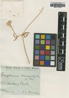 Isotype of Gomphrena brachystylis F.Muell. [family AMARANTHACEAE]