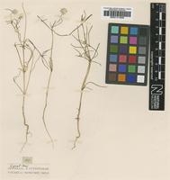 Type? of Philoxerus tenellus A.Cunn ex Moq. [family AMARANTHACEAE]
