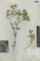 Type of Rhagodia hastata R.Br. [family CHENOPODIACEAE]