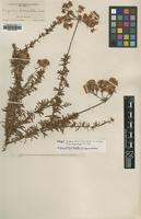 Isotype of Eriogonum fasciculatum Parish var. maritimum [family POLYGONACEAE]