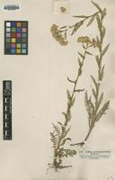 Type of Achillea pseudotanacetifolia A.Wierzb. ex Rchb. [family ASTERACEAE]
