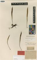 Holotype of Cyclophorus oblanceolatus C.Chr. [family POLYPODIACEAE]
