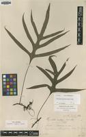 Type of Drynaria vulgaris J.Sm. [family POLYPODIACEAE]