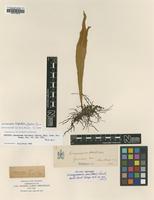 Isotype of Loxogramme duclouxii Christ [family POLYPODIACEAE]