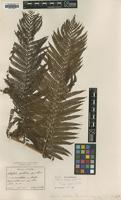 Isotype of Alsophila pustulosa Christ [family CYATHEACEAE]