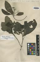 Type of Coffea sambucina G.Forst. [family RUBIACEAE]