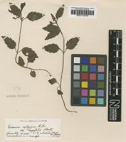 Type of Veronica calycina Benth. var. longifolia [family SCROPHULARIACEAE]