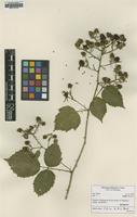 Isotype of Rubus edeesii H.E.Weber & A.L.Bull [family ROSACEAE]