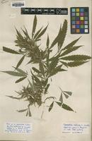 Isolectotype of Cannabis sativa L. [family CANNABACEAE]