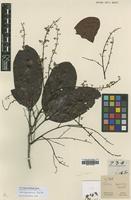 Holotype of Talisia squarrosa Radlk. [family SAPINDACEAE]