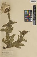 Type of Carduus thoermeri Weinm. [family ASTERACEAE]