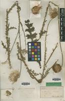 Type of Carduus vivariensis Jord. ssp. vivariensis [family ASTERACEAE]